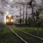 桜のトンネル