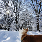 The portrait in snow #1