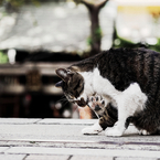 猫撮り散歩873