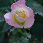 薔薇（６） 15.05.13