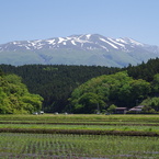 鳥海山に抱かれた田圃