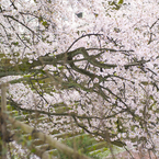 桜2015-03