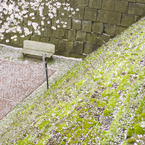 桜2015-04