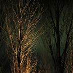grove by night