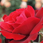 花名不明
