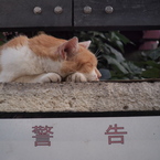 無視