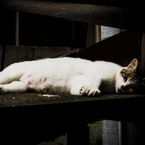 猫撮り散歩881