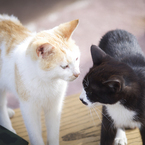 playful cat