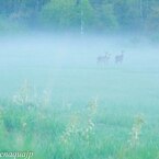 霧の中の家族