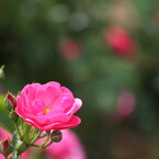 rose garden4清水公園
