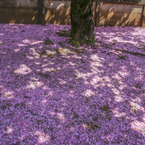 木漏れ日の花むしろ