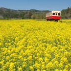 菜の花畑を行く
