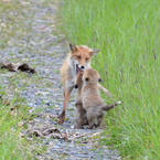 キタキツネ子育て日記①