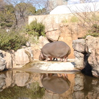 かば