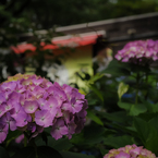 紫陽花の後はカフェにでも？