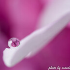 紫陽花の雫
