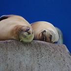 千葉動物公園