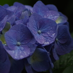 あじさい雨-1