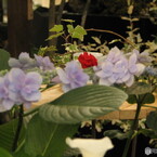 国バラ写真集「紫陽花」