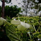 国バラ写真集「紫陽花」