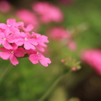 (花の名前が分かりません) 4
