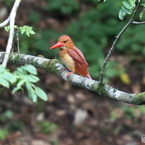 アカショウビン