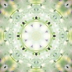 Flower dish２
