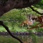 「奈良公園」撮歩05