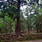 「奈良公園」撮歩07