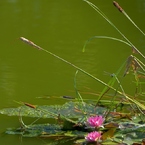 夏5