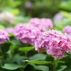 藤森神社　紫陽花