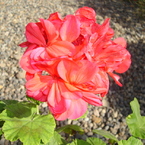 DSC00907