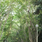 洞峰公園　4