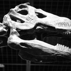プウィアンゴサウルス