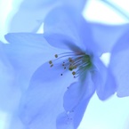 氷桜