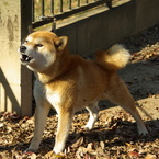 やんのかワオーン