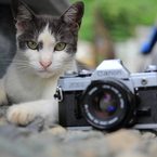 猫とAE-1