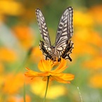 アゲハチョウ