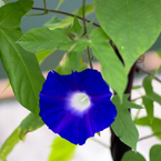 想いでのＢＬＵＥ