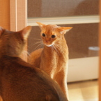 やんのか！