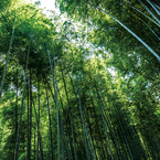 竹林
