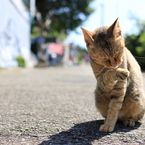 湯島猫紀行 13 - ようこそ湯島へ