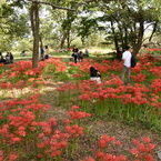 琵琶湖岸　彼岸花群生地