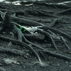 wood