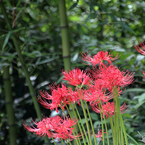 みちのく花魁2015 - XI
