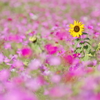 秋桜 Ⅱ　～夏の忘れもの～