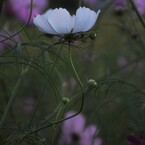 秋桜哀歌ーお椀
