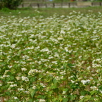 巾着田のコスモスと蕎麦の花5