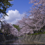 夙川公園の桜