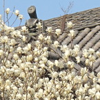 花と屋根